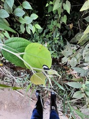 Membracis latifasciata