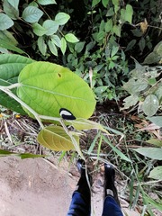 Membracis latifasciata