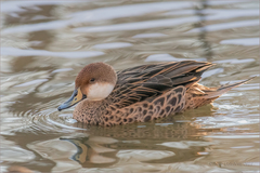 Anas bahamensis × georgica