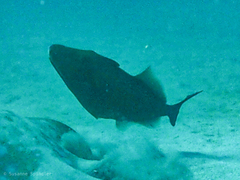 Cantherhines pardalis