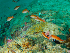 Pseudanthias cooperi