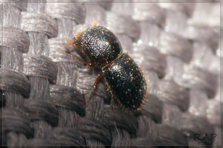 Bark beetle