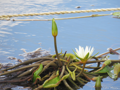 Nymphaea pulchella
