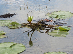 Nymphaea pulchella
