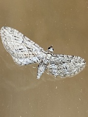 Eupithecia oxycedrata