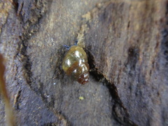 Cochlicopidae