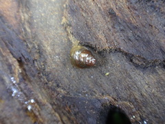 Cochlicopidae