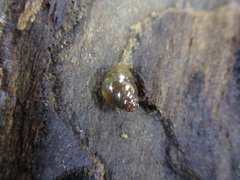 Cochlicopidae