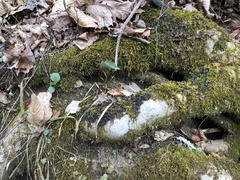 Peltigera phyllidiosa