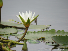 Nymphaea pulchella