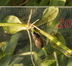 Omphiscola glabra