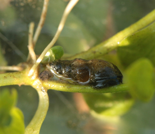 slender pond snail