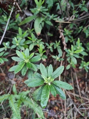 Rhododendron pulchrum phoeniceum