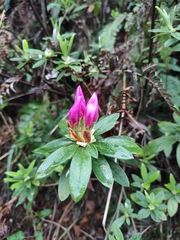Rhododendron pulchrum phoeniceum