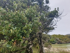 Myrsine chathamica