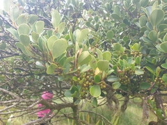 Myrsine chathamica