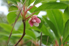 Schisandra
