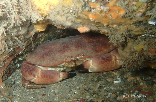 Edible Crab, photo 2 of 7