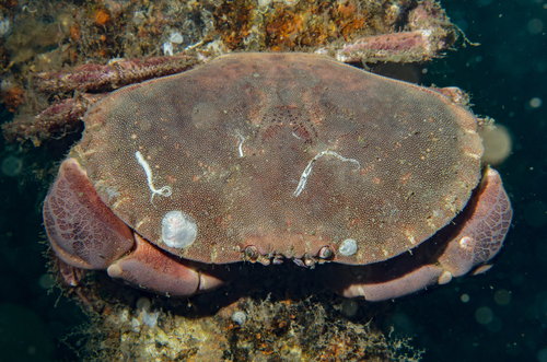Edible Crab, photo 3 of 7