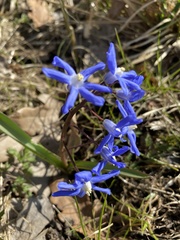 Scilla sardensis