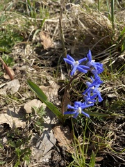 Scilla sardensis
