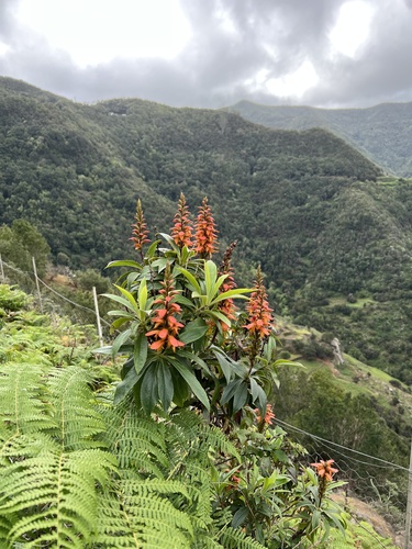 Digitalis canariensis image