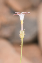 Gilia scopulorum