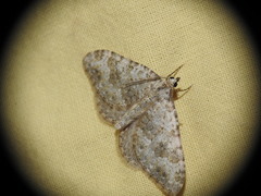 Coenotephria ablutaria