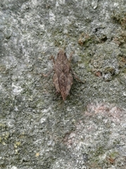 Tetrix undulata