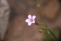 Gilia scopulorum