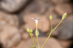 Gilia scopulorum