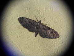 Eupithecia oxycedrata