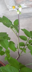 Solanum