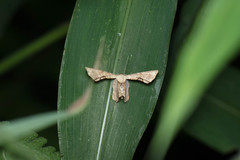 Phazaca leucocera