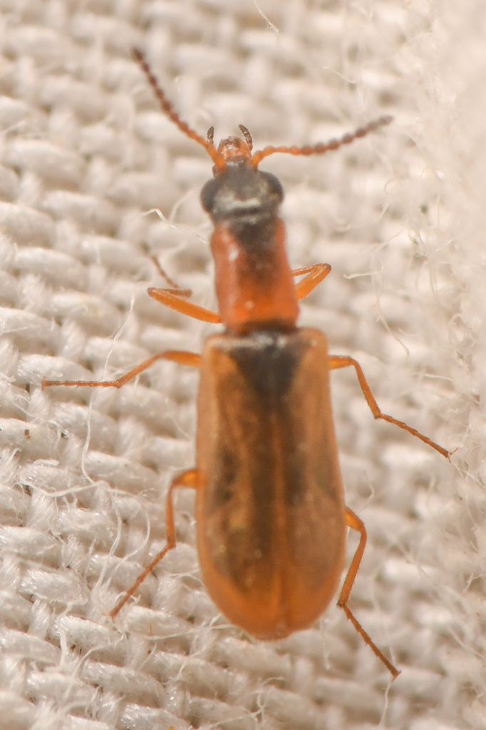 Mauroniscidae