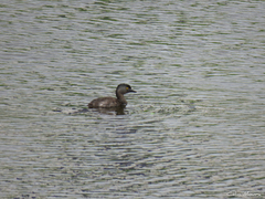 Tachybaptus dominicus