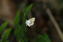 Cymoriza