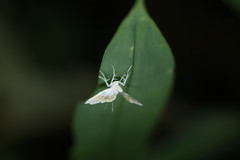 Cymoriza