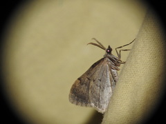 Coenotephria ablutaria