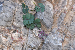 Cymopterus gilmanii