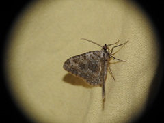 Coenotephria ablutaria