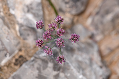 Cymopterus gilmanii