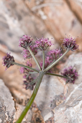 Cymopterus gilmanii
