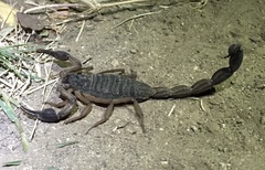 Centruroides edwardsii