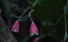 Bomarea dolichocarpa
