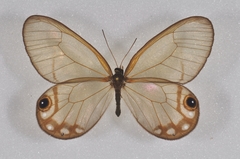 Cithaerias andromeda