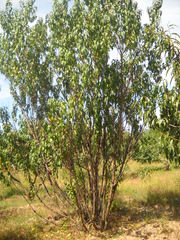 Amygdalus