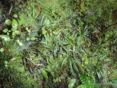 Notogrammitis billardierei