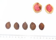 Amygdalus