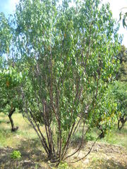Amygdalus